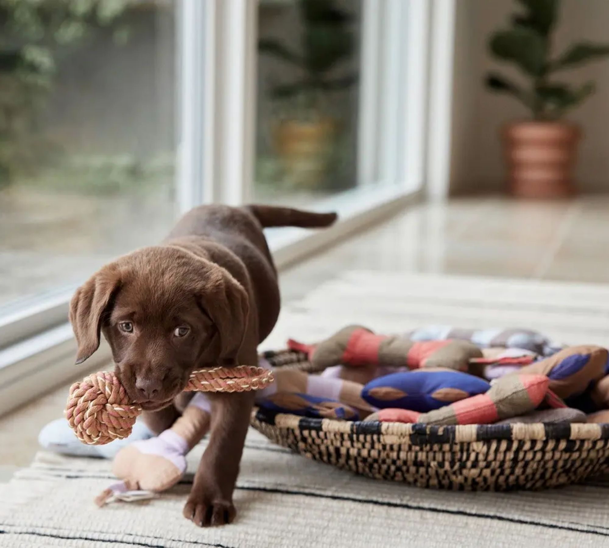 Ashi Hundespielzeug Polyester Recycelt Mehrfarbig