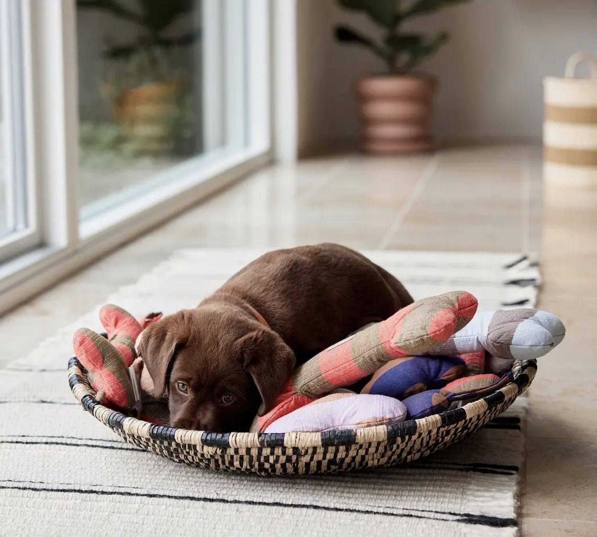 Ashi Hundespielzeug Polyester Recycelt Mehrfarbig