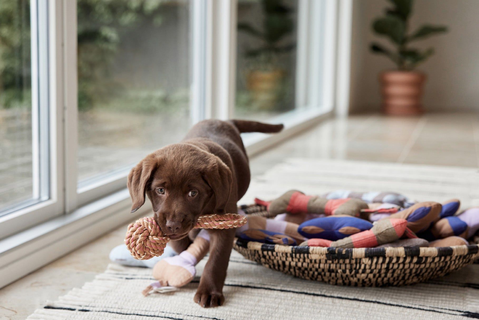 Ashi Hundespielzeug Polyester Recycelt Mehrfarbig