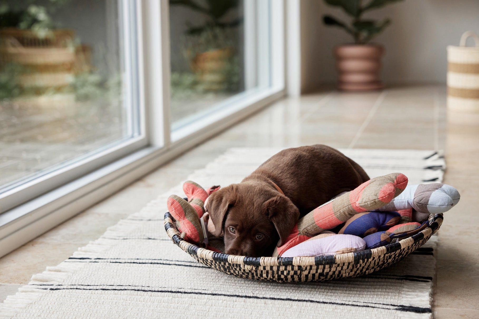 Ashi Hundespielzeug Polyester Recycelt Mehrfarbig