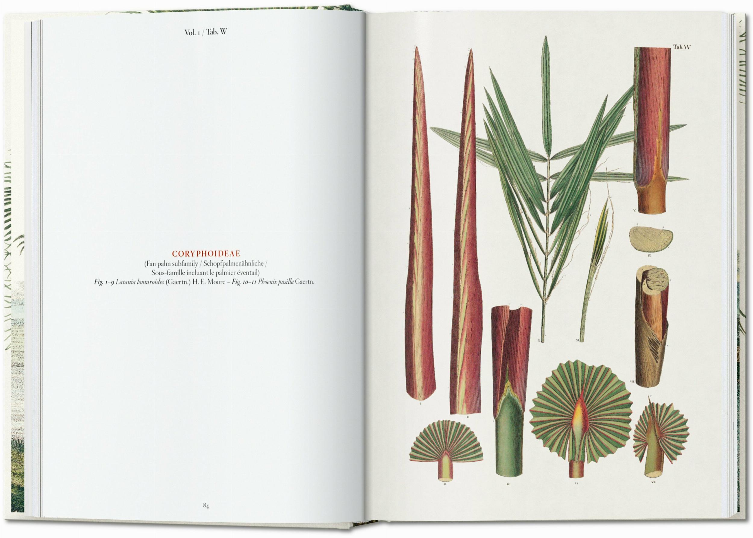 Italian target? No.
    *   Is it possible the user thinks "The Book of Palms" is German? No.

    *   Let's search for this specific book. It's a Taschen book. Taschen is a German publisher.
    *   The title is often listed as: "Martius. Das Buch der Palmen".
    *   The user provided: "