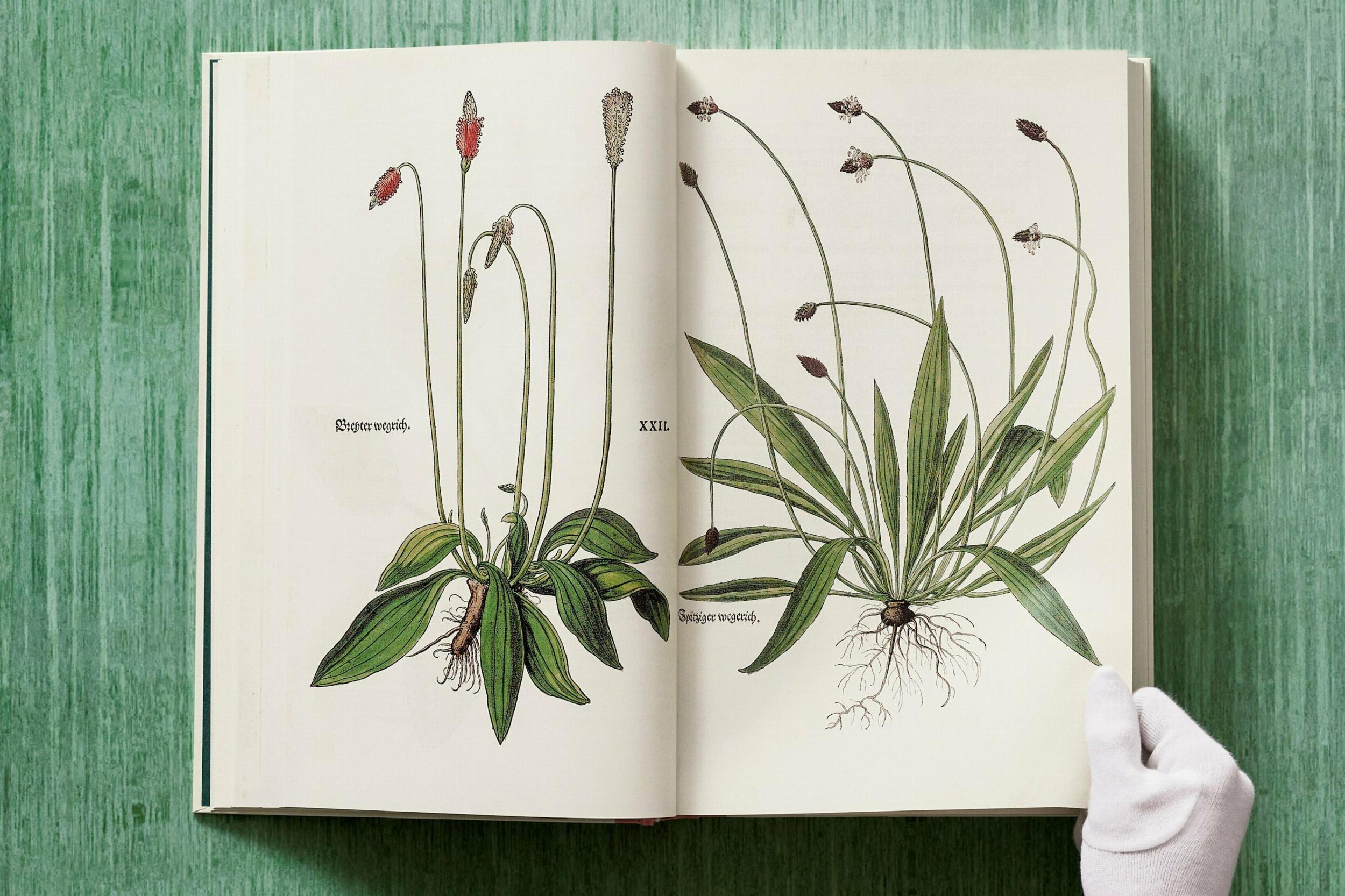 Leonhart Fuchs. The New Herbal