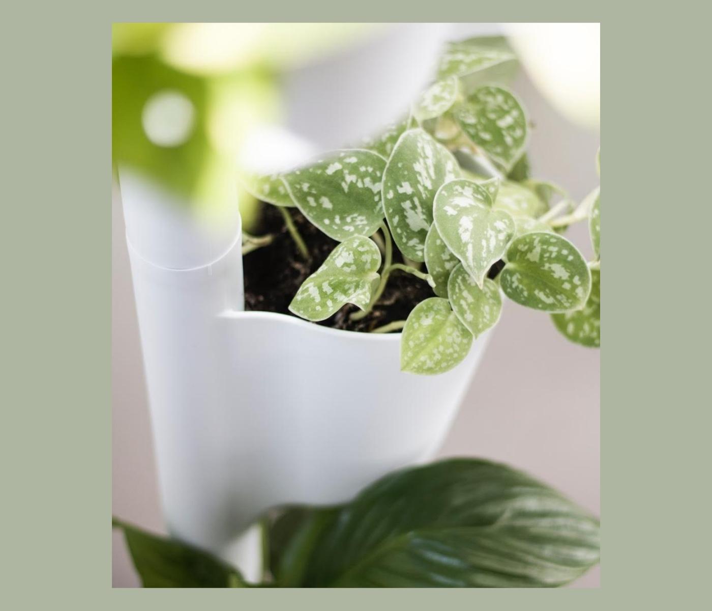 Design Award: Pine Wood Planting System Smart Irrigation