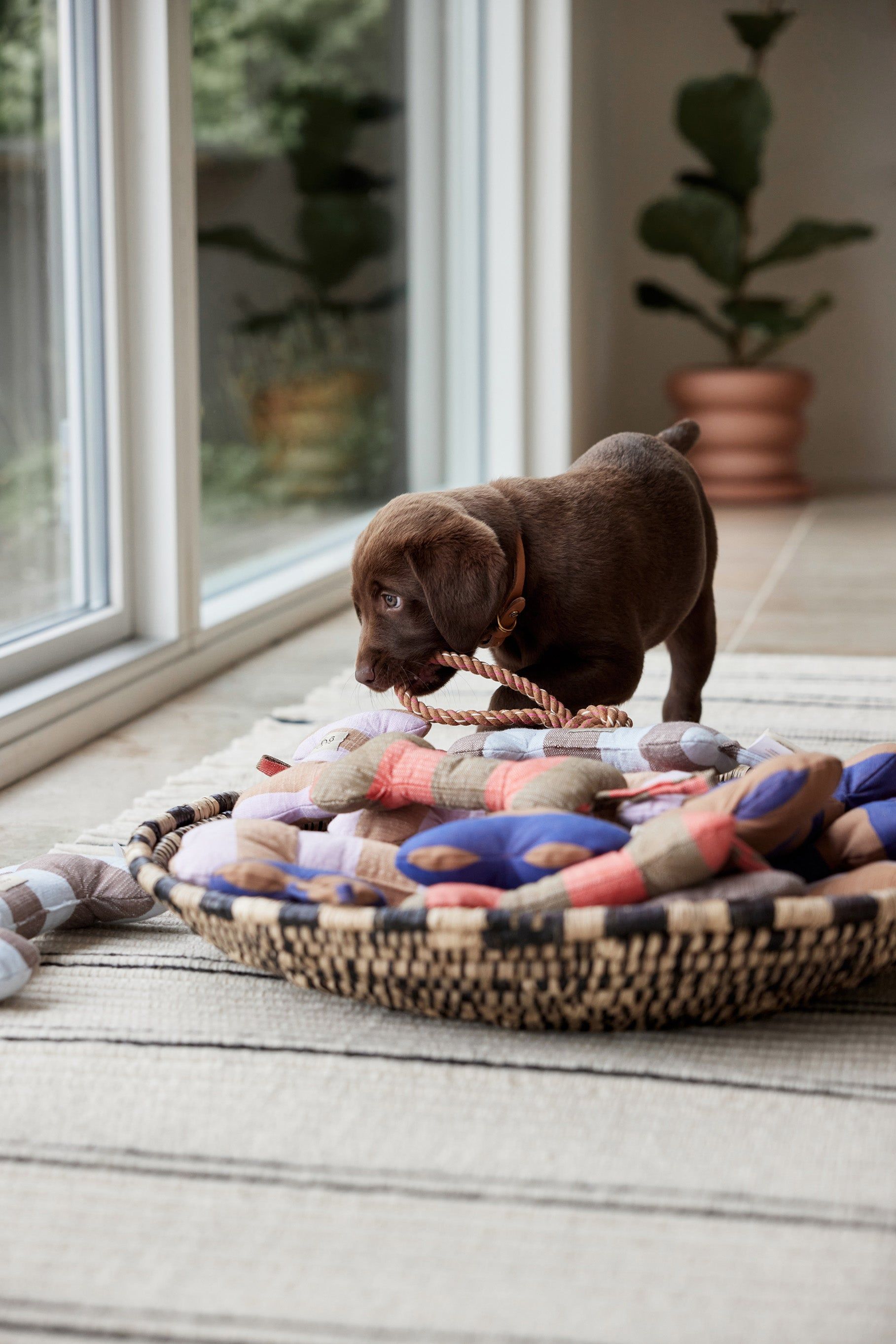 Ashi Hundespielzeug Groß Textil Blau