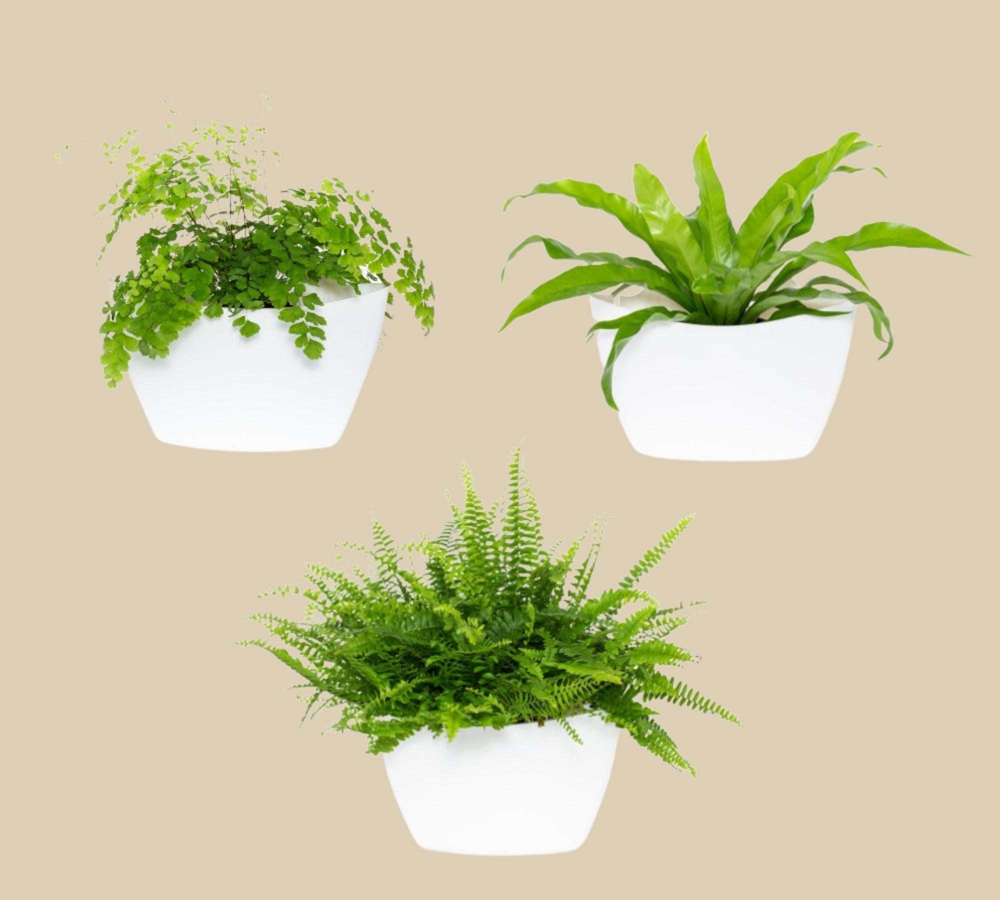 3x Wall flower pot with self-watering White