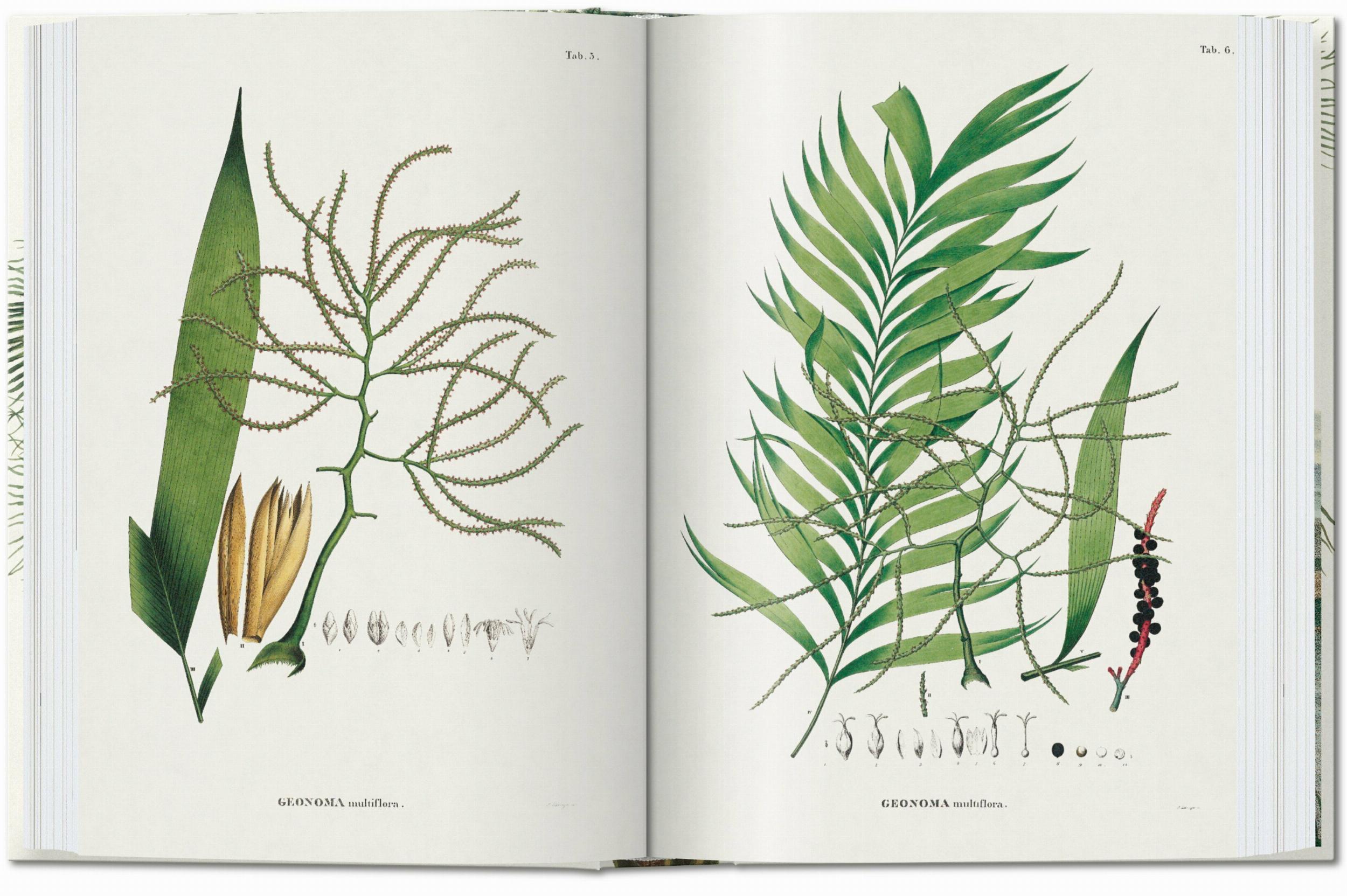 Martius. The Book of Palms. 45th Ed.
