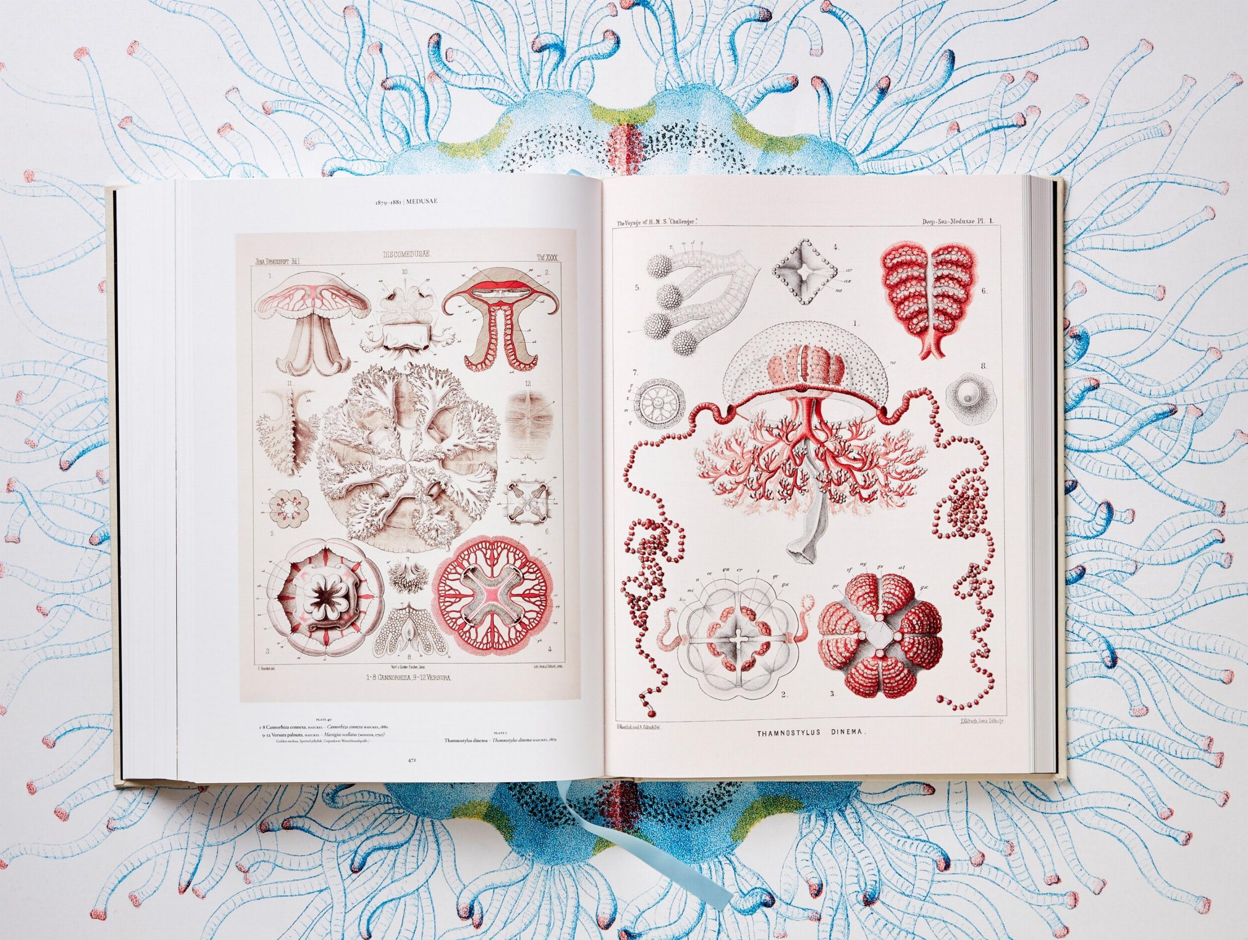 The Art and Science of Ernst Haeckel