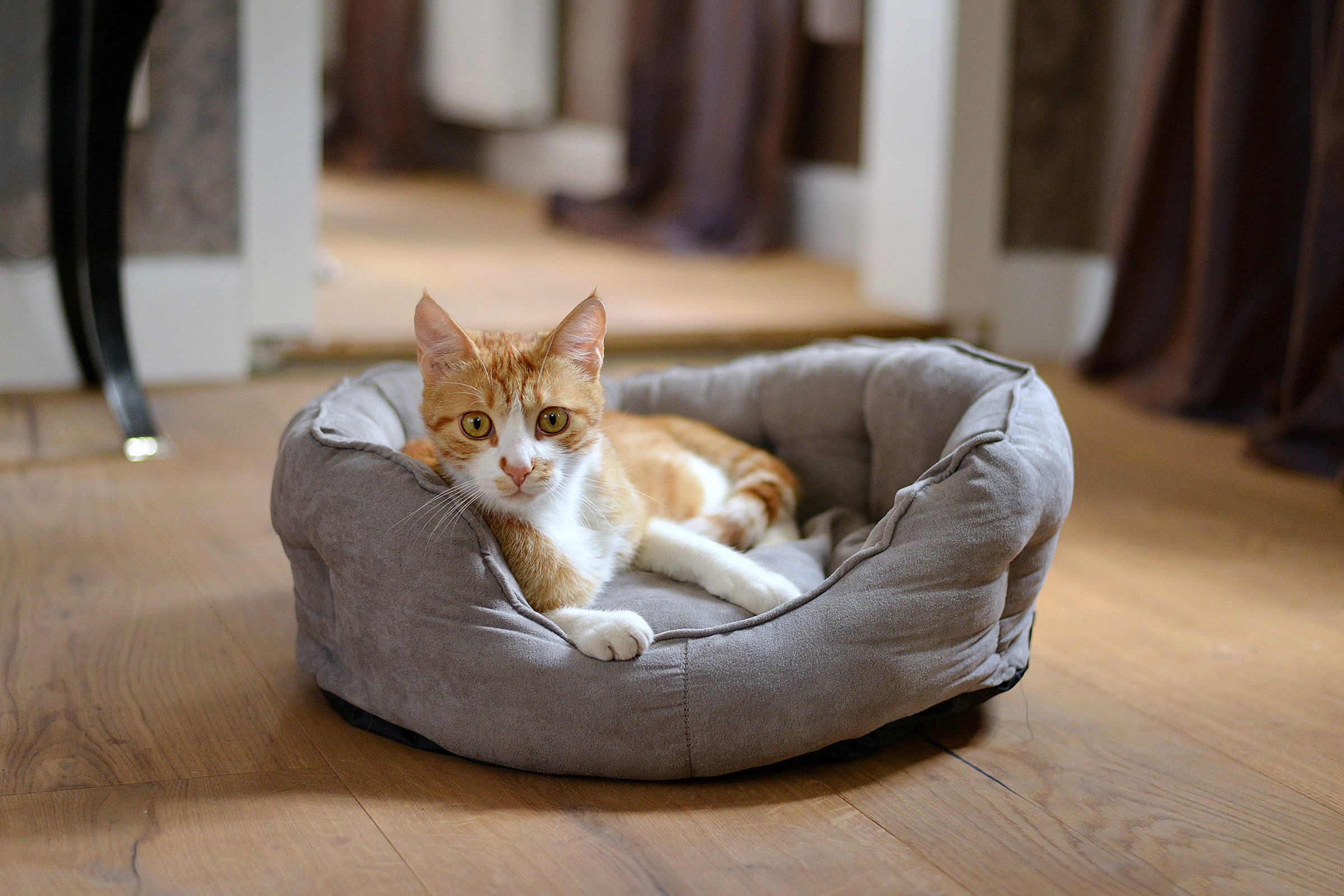 Dogs & Catssofa George L Polyester Grey