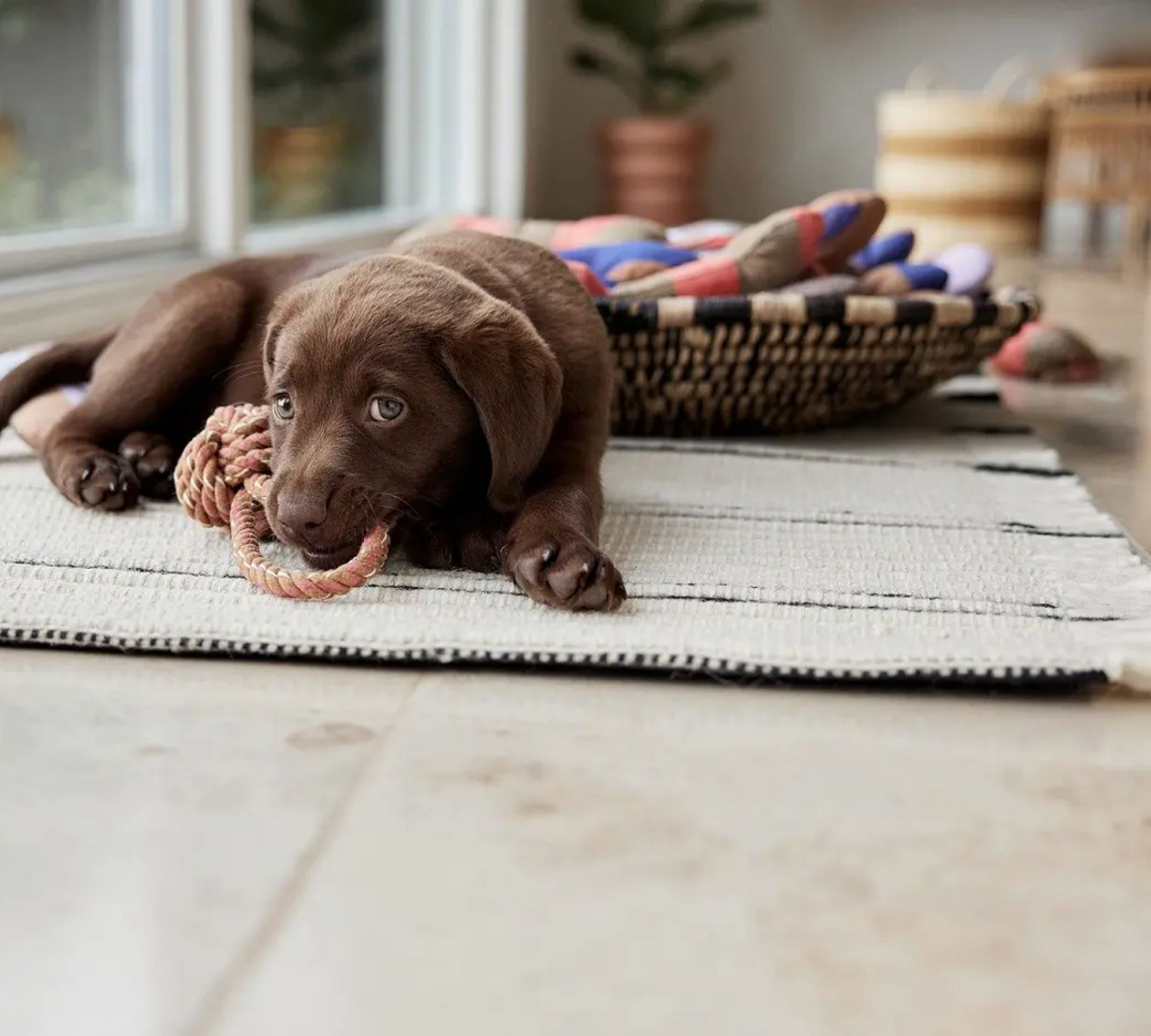 Ashi Hundespielzeug Polyester Recycelt Mehrfarbig