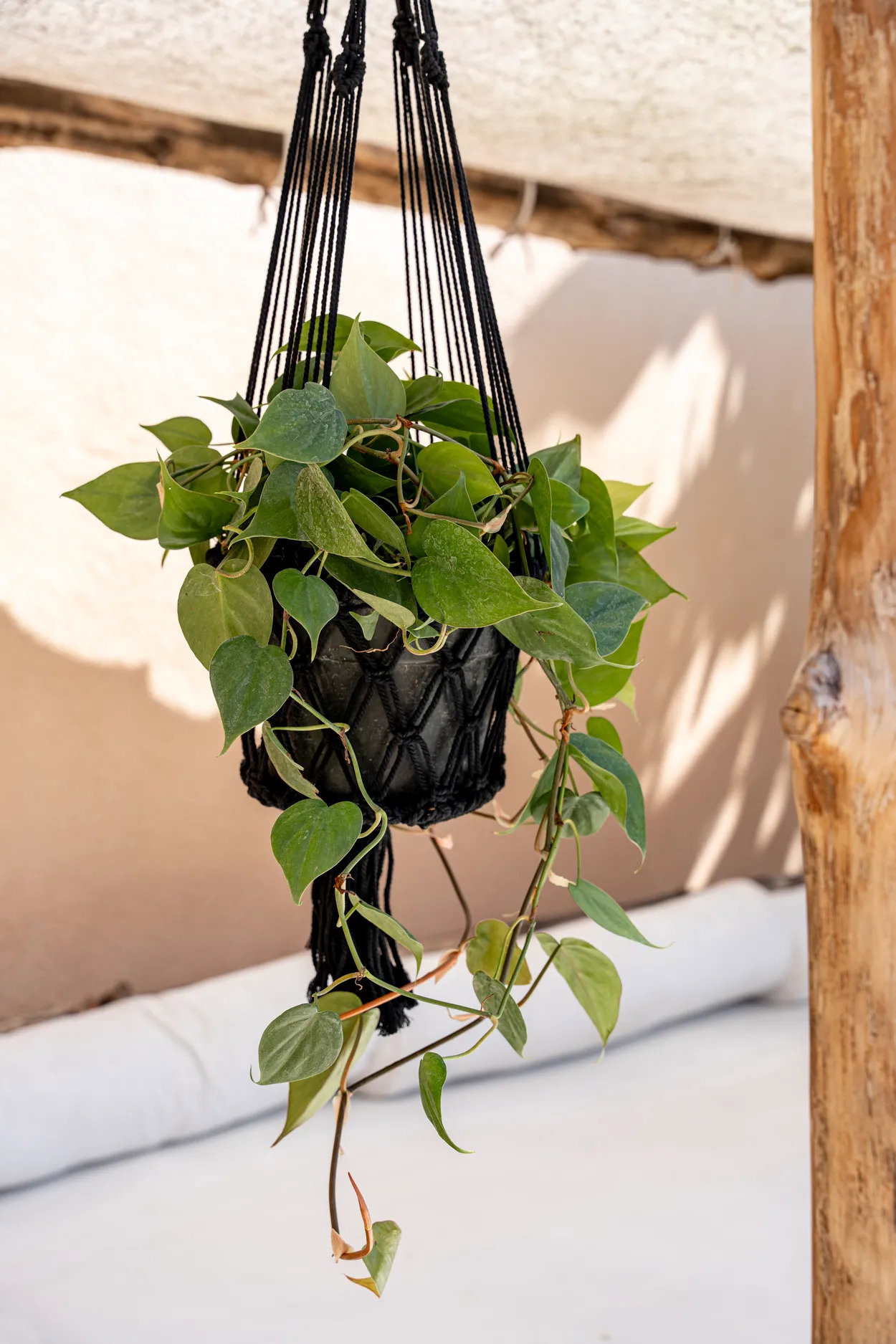 Macrame Plant Hanger Black