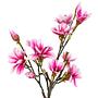 Magnolia Artificial Plant Polyethylene Black Pink 3