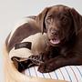 Kaya Dog Blanket Large Polyester Grey 3
