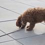Perry Hundehalsband Medium Karamell 2