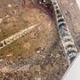 Vintage 2-teiliges Fossilienstein-Set mit Orthoceras 1