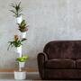 Design Award: Pine wood planting system Automatic watering 0