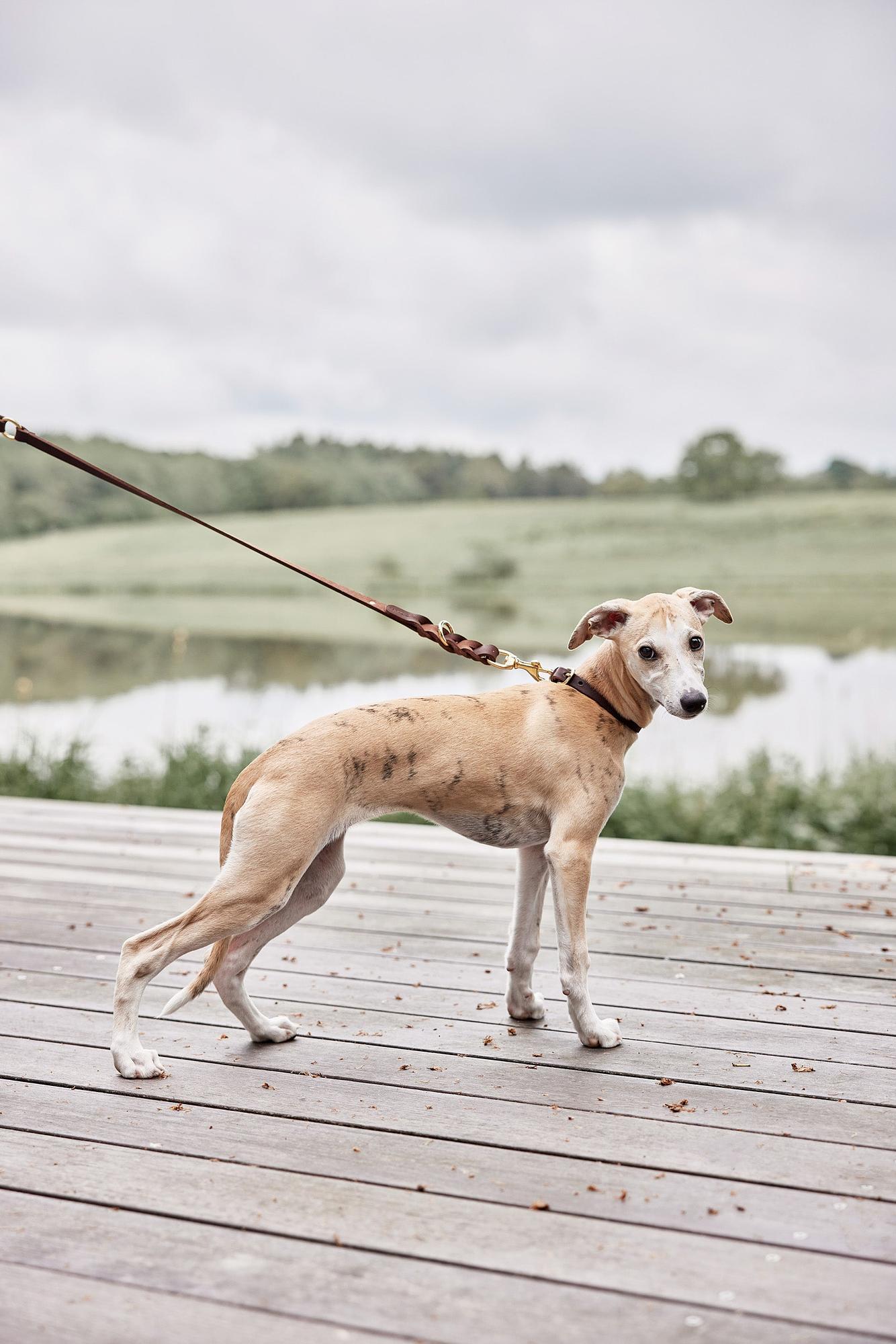 Robin Hundehalsband Leder Schokoladenbraun 1