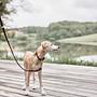 Robin Hundehalsband Leder Schokoladenbraun 2