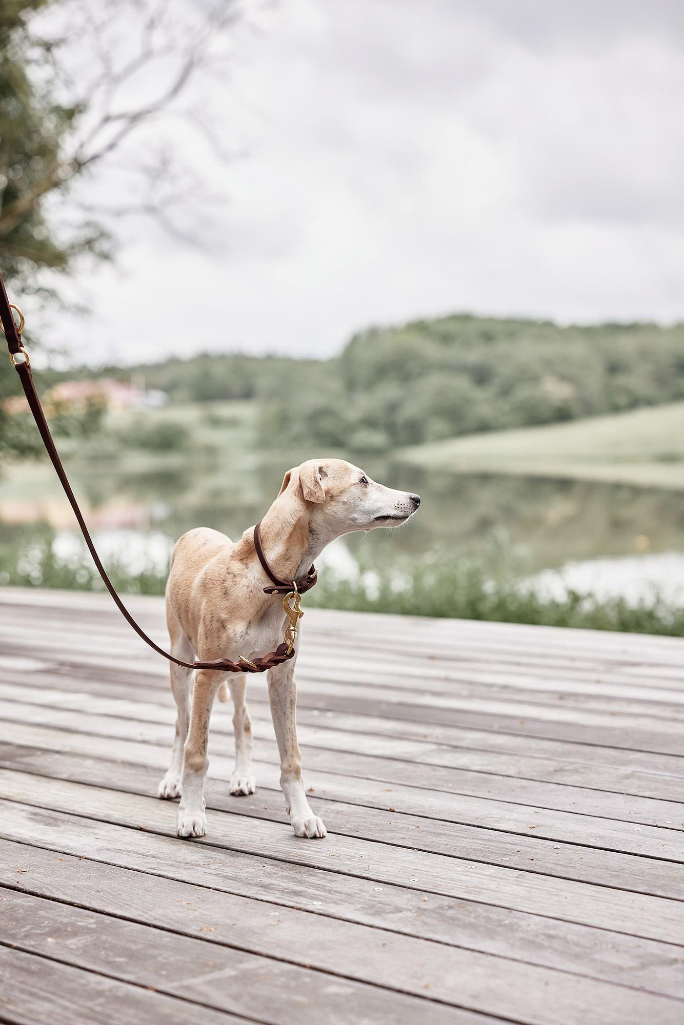 Robin Hundehalsband Leder Schokoladenbraun 2