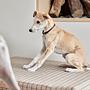Robin Hundehalsband Leder Schokoladenbraun 3