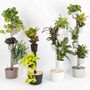 Design Award: Pine Wood Planter Black 1
