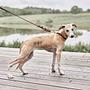 Robin Dog Collar Leather Chocolate Brown 1