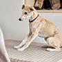 Robin Hundehalsband Leder Schokoladenbraun 2