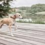 Robin Hundehalsband Leder Schokoladenbraun 3
