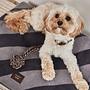 Kaya Dog Blanket Large Polyester Gray 1