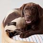 Kaya Dog Blanket Large Polyester Gray 3