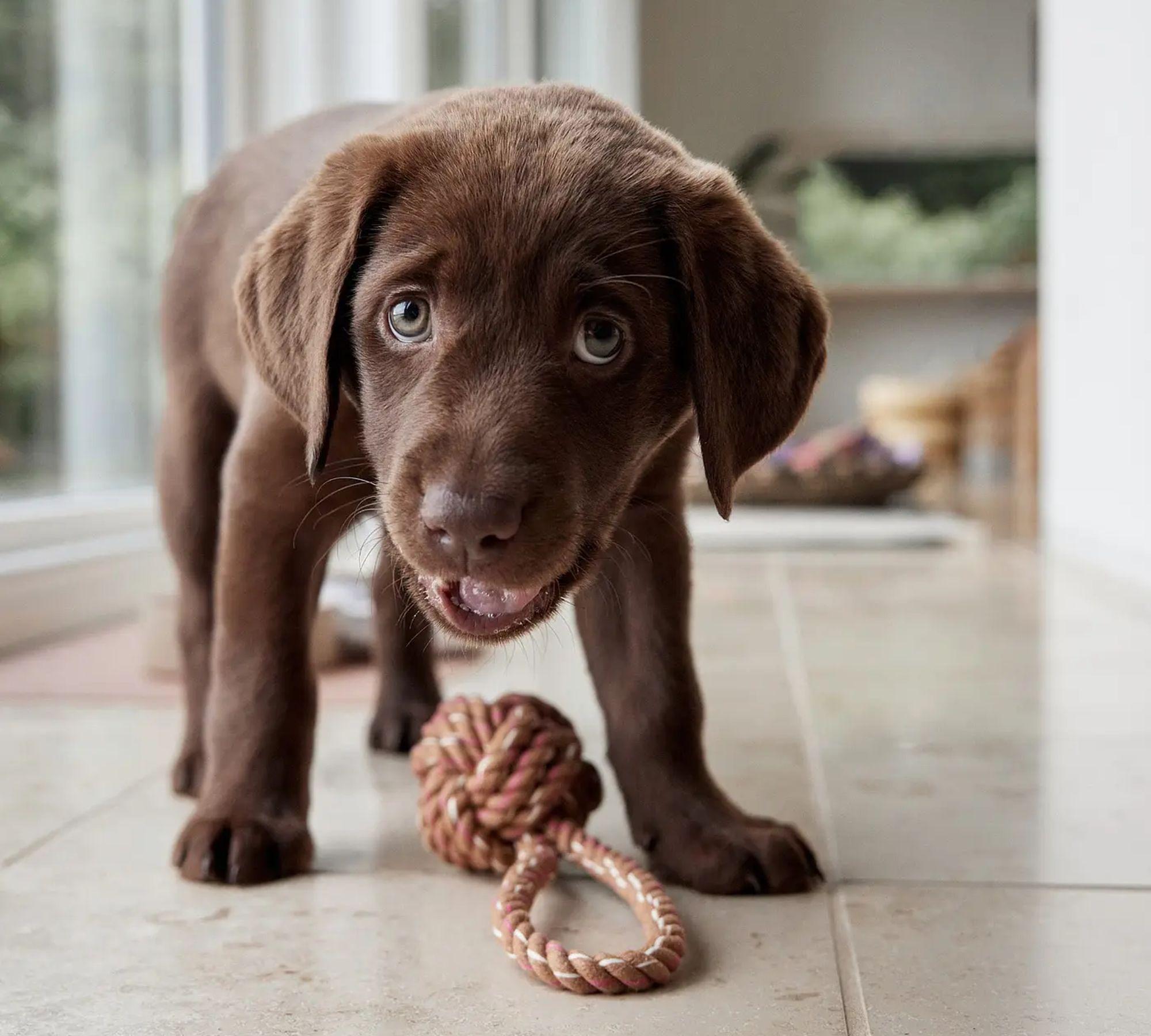 Otto Dog Toy Cotton Brown 2