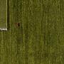 Gabbeh Rug Green 4