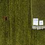 Gabbeh Rug Green 5