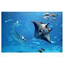 Vliestapete Manta Ray Vliespapier Blau 432 x 290 cm 0