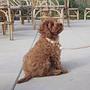 Perry Dog Collar Medium Caramel 1