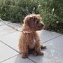 Perry Dog Collar Medium Caramel 3
