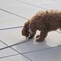Perry Dog Collar Medium Caramel 2