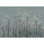 Fototapete Garlic Flowers Vlies Mehrfarbig 400 x 280 cm 1