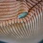 Teddy Hocker Korallenrot 6