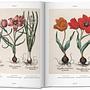 Basilius Besler The Garden of Eichstätt Hortus Eystettensis 3