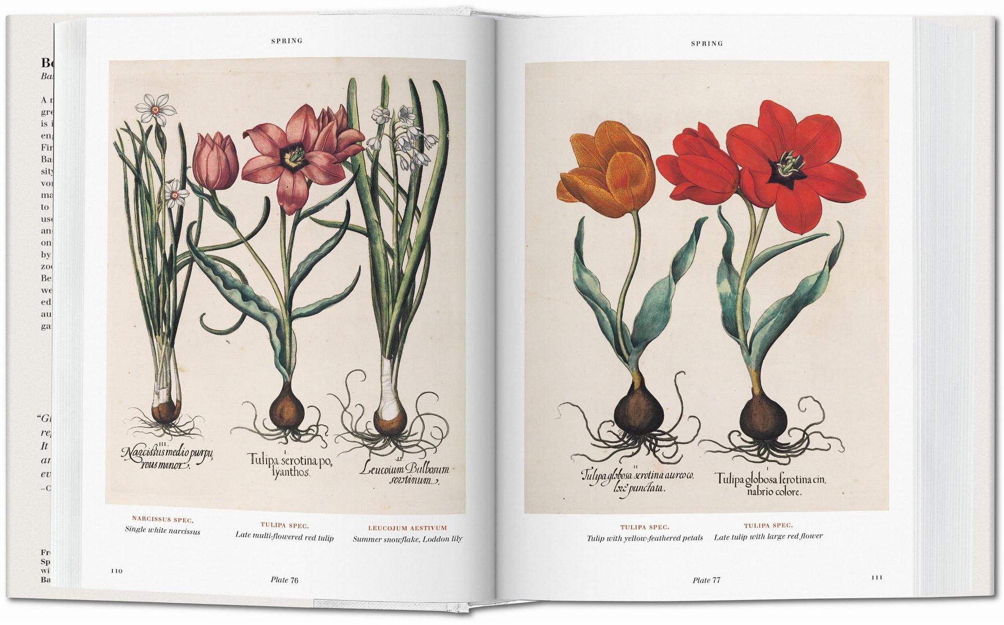 Basilius Besler The Garden of Eichstätt Hortus Eystettensis 3