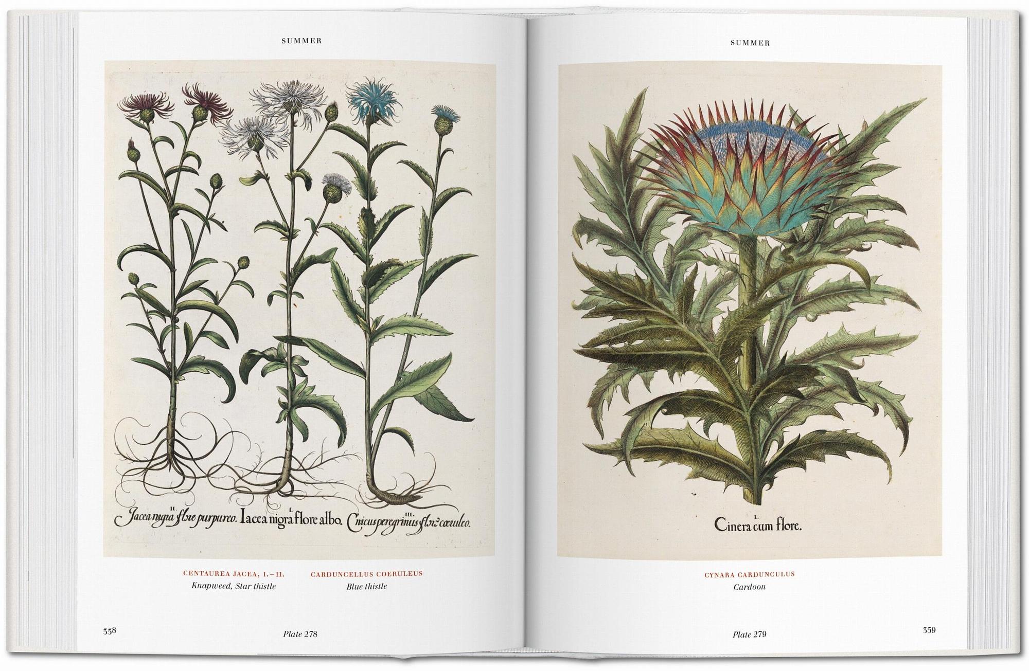 Basilius Besler Der Garten von Eichstätt Hortus Eystettensis 5