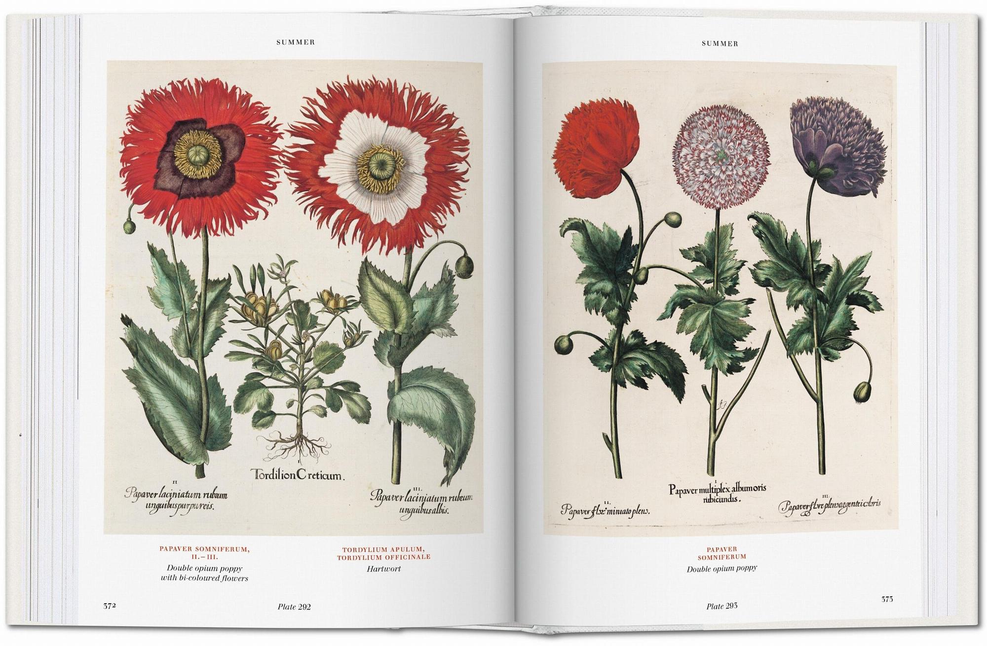 Basilius Besler The Garden of Eichstätt Hortus Eystettensis 6