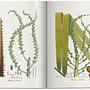 Martius. The Book of Palms 6