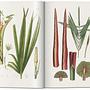 Martius. The Book of Palms 3