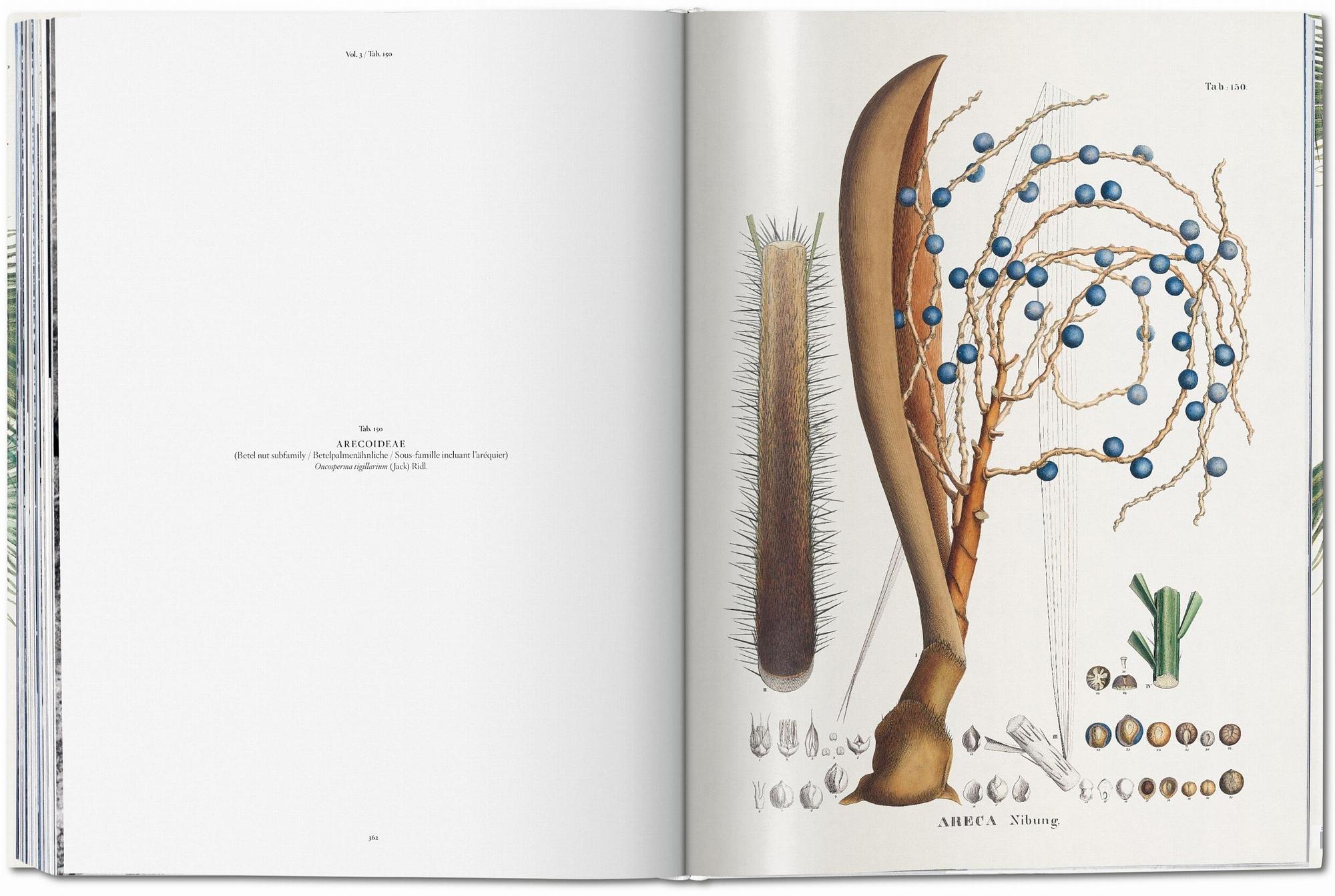 Martius. The Book of Palms 7