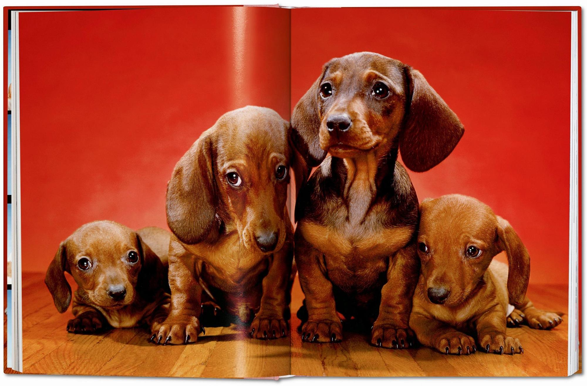Walter Chandoha. Dogs. Photographs 1941–1991 4
