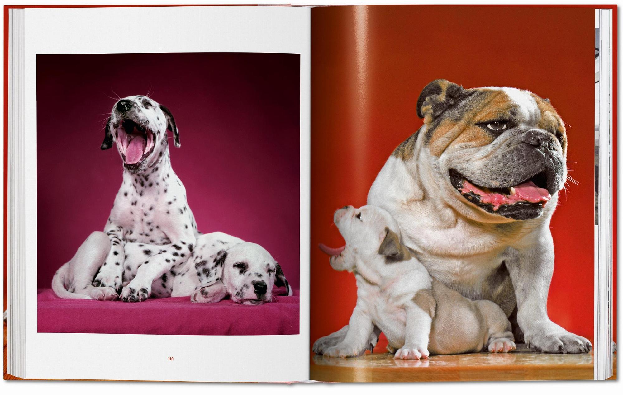 Walter Chandoha. Dogs. Photographs 1941–1991 6