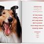 Walter Chandoha. Dogs. Photographs 1941–1991 2