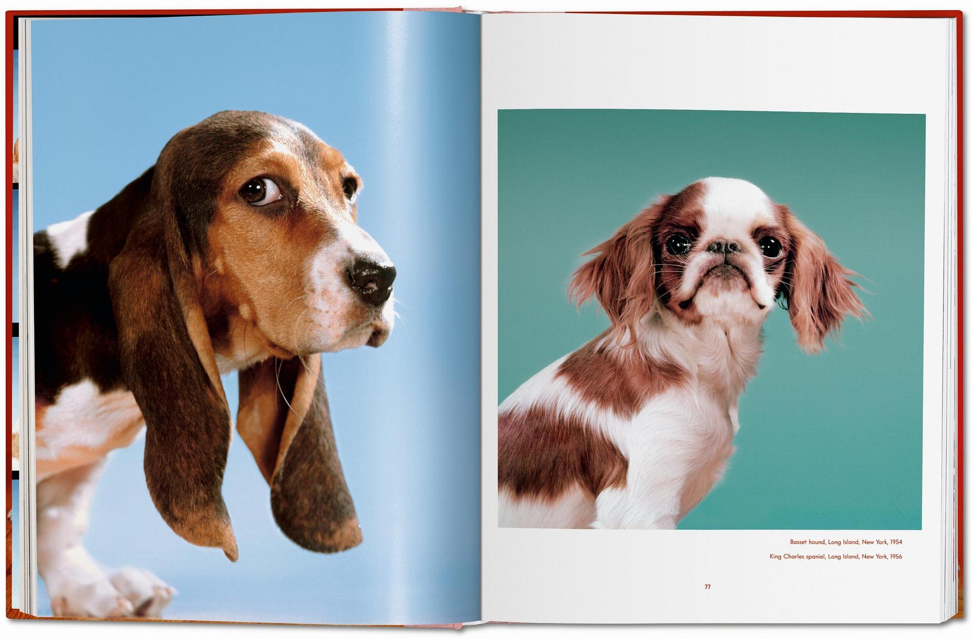 Walter Chandoha. Dogs. Photographs 1941–1991 3