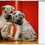Walter Chandoha. Dogs. Photographs 1941–1991 5